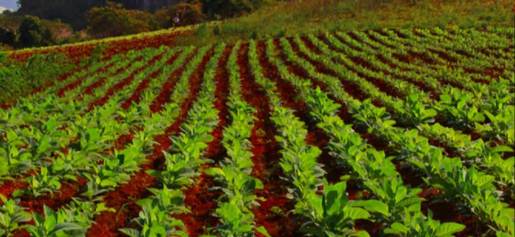 Rows of vibrant tobacco plants growing under the Cuban sun.